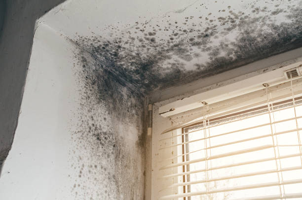 Affordable Mold Remediation solutions in Hampstead, NC