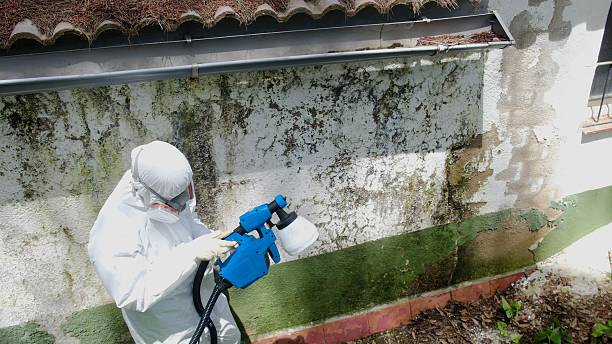 Top rated local Mold Remediation specialists in Hampstead, NC